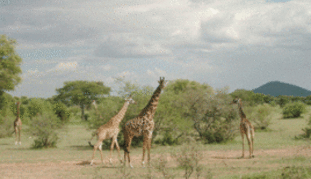 Straßenprojekt gescheitert? Zukunft der Serengeti bleibt ungewiss 