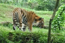 Aufgrund des geringen Tigerbestandes kommt es inzwischen auf jedes Tier an. Foto: WWF/Peter Prokosch