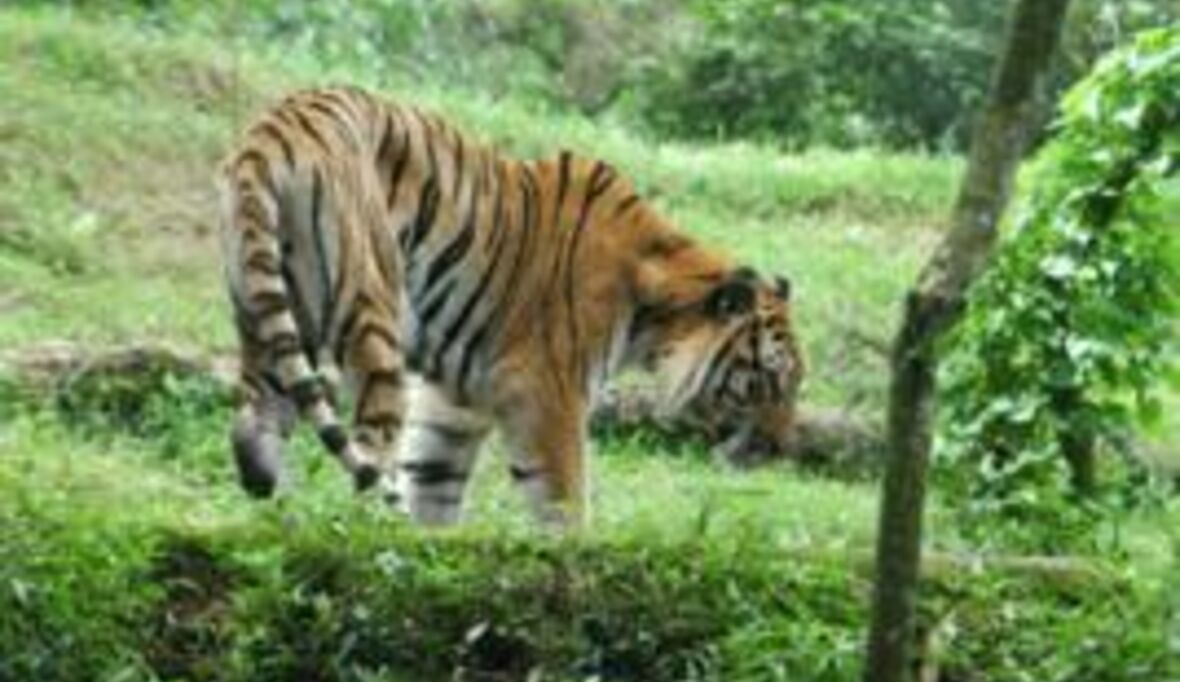 Tiger durch gewagtes Experiment vor dem Aussterben gerettet