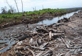 Jährlich gehen 130.000 Quadratkilometer Waldflächen durch die Umwandlung in Weide- und Anbauflächen verloren. Foto: DPWN