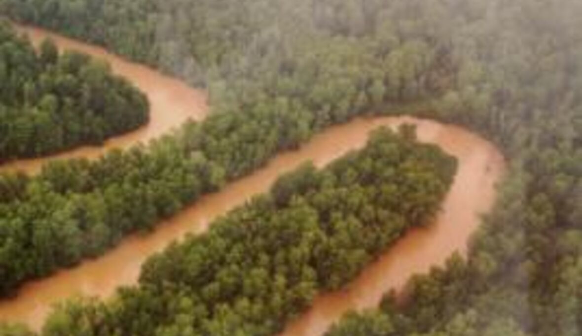 Entwaldung des Amazonas abgebremst