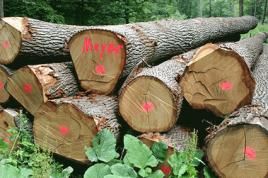 Die deutsche Forstwirtschaft rät zu einem effizienten und schonenden Umgang mit dem Rohstoff Holz. Foto: Marion Lenzen