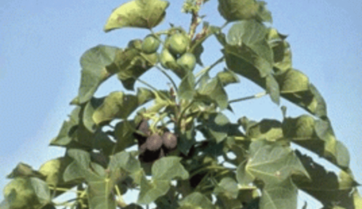 Biosprit-Pflanze Jatropha auf dem Prüfstand 