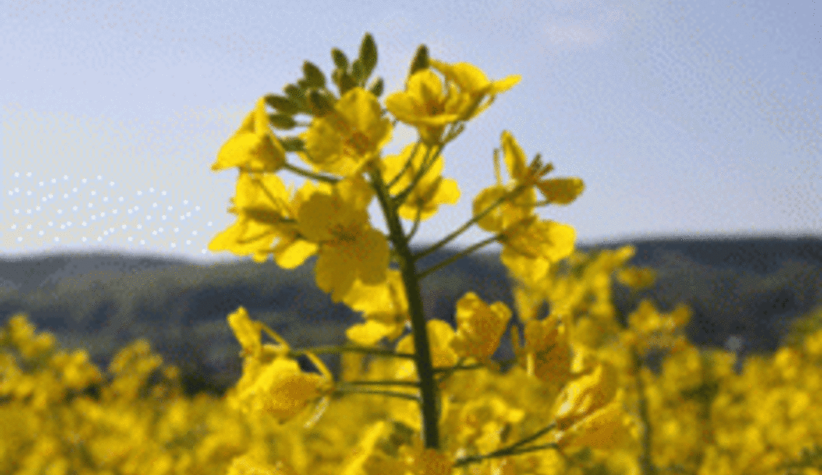 Zertifizierung und Dokumentation von Biodiesel