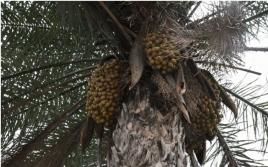 Die Macauba Fruchtbündel wiegen etwa 20 kg, Palmen tragen bis zu 80 kg Frucht mit einem Ölgehalt  von ca. 20 Prozent. Foto: Leuphana Universität