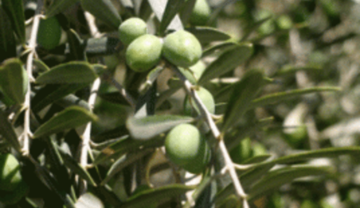 Olivenreste in Energie umwandeln