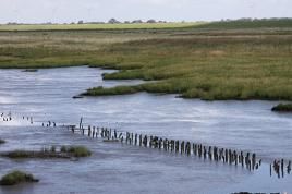 Mutterkorn befällt als Pilz das Schlickgras an der Nordsee, Foto: Marion Lenzen