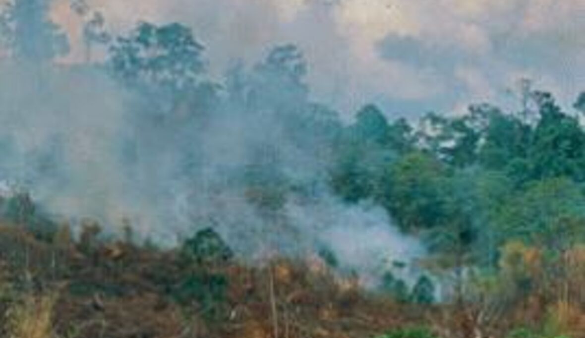 Indonesische Torfgebiete als Klimakiller