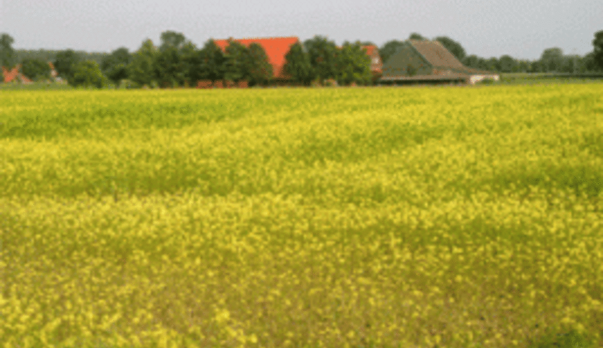 Studie widerlegt EU-Angaben zu CO2-Einsparungen durch Biodiesel