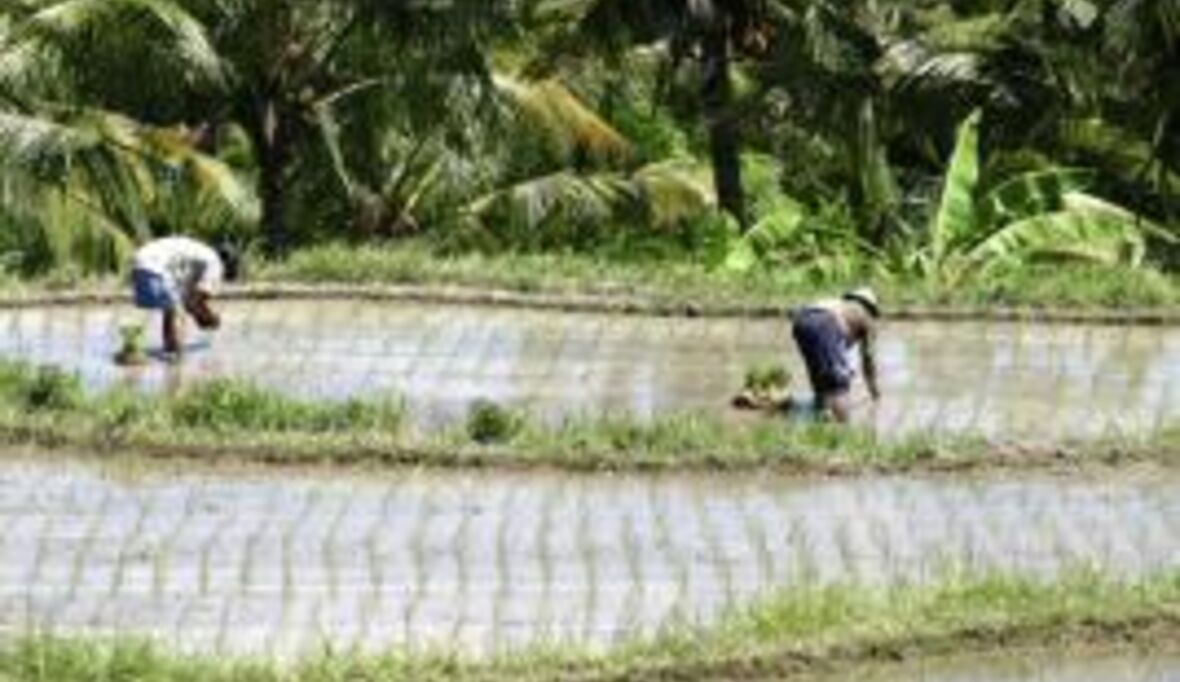 Singapurs Kampf um Reis und Wasser