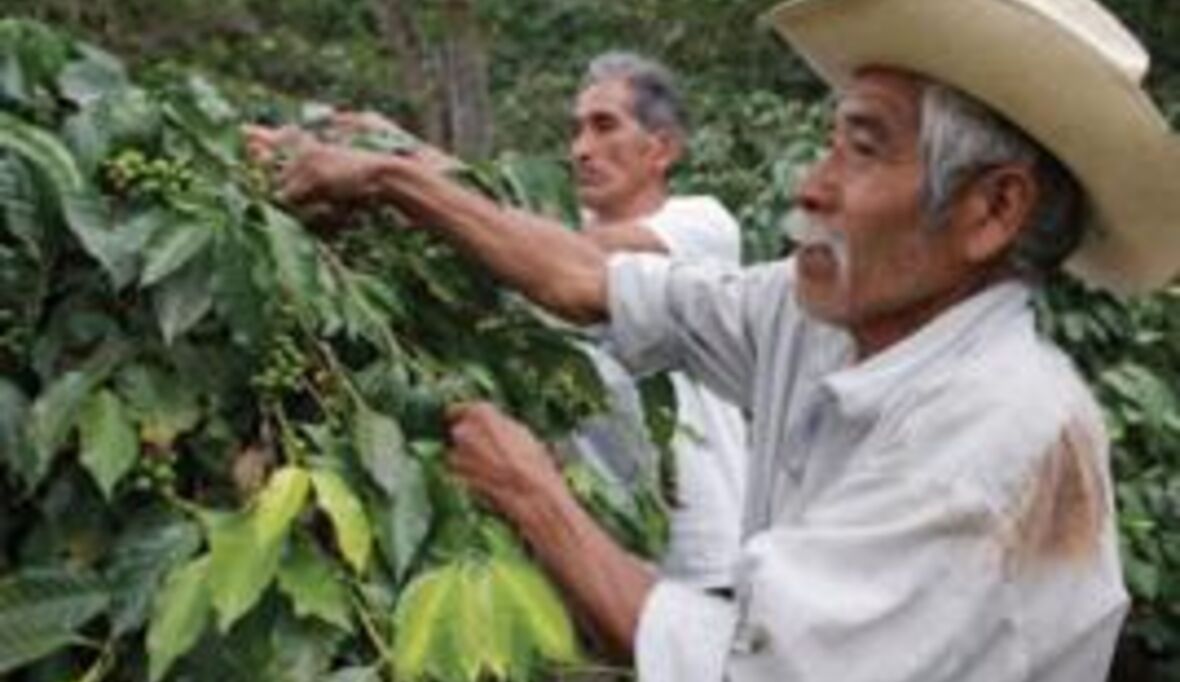 „Greening the Cocoa Industry“ im Zeitplan