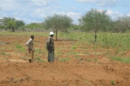 Afrikas Landwirtschaft braucht Investitionen. Foto: aj82/flickr.com