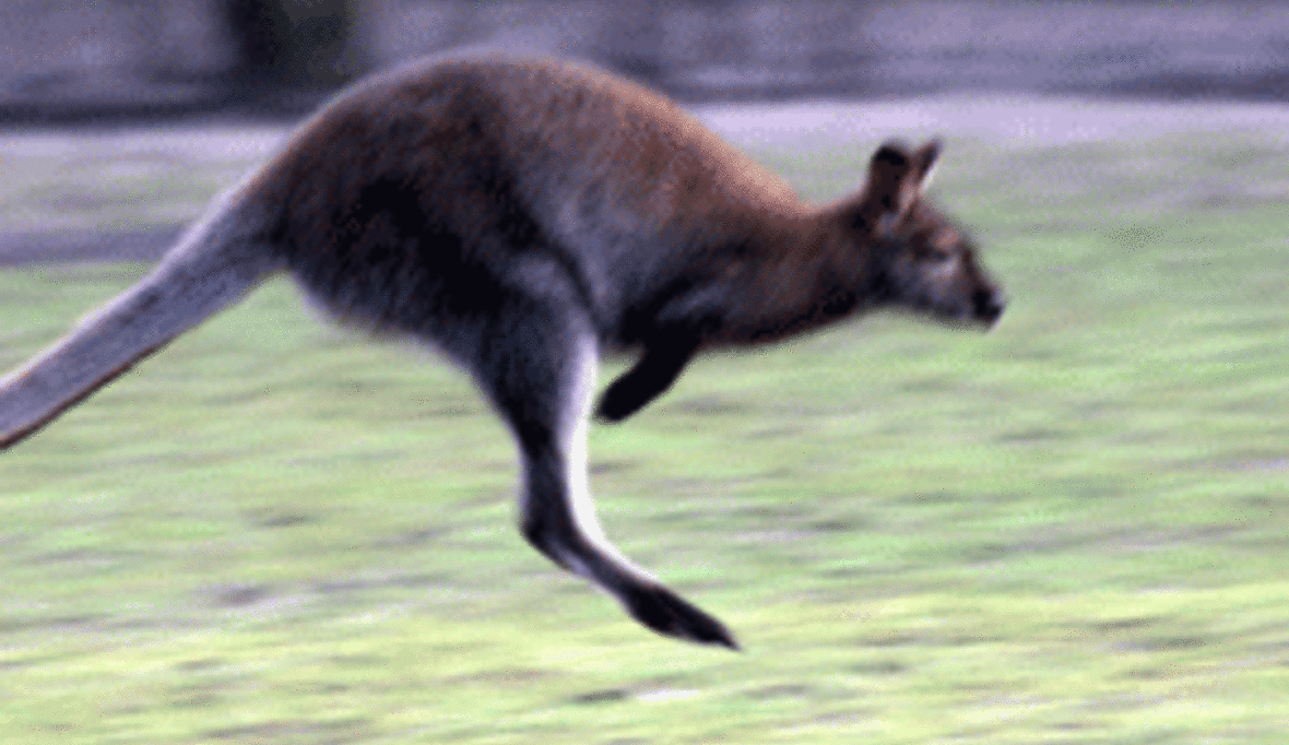 Australien setzt neue Impulse im Klima- und Naturschutz