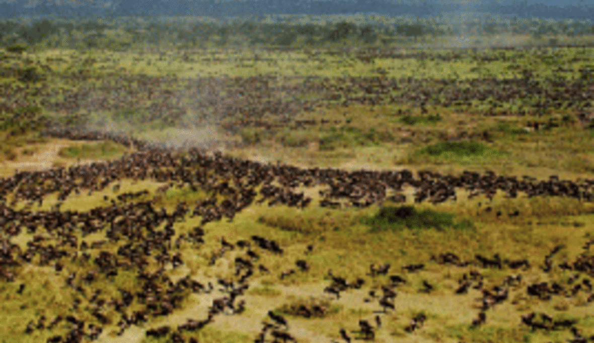 Wissenschaftler warnen in „Nature“ vor Straßenbau durch die Serengeti