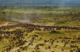 Die große Migration in der Serengeti. Foto: Felix Borner, ZGF